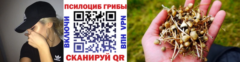 blacksprut ссылка Покачи Псилоцибиновые грибы Magic Shrooms